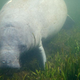 A manatee swims among seagrass in the Homosassa River on October 05, 2021 in Homosassa, Florida.